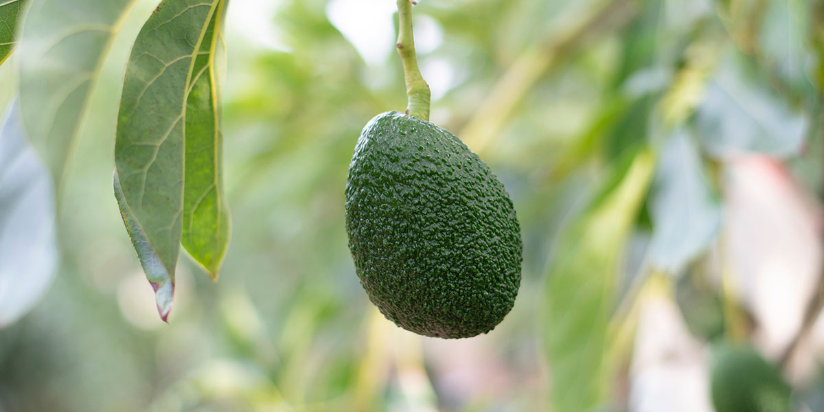 Avocado